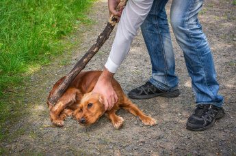 Значимые изменения в законодательстве в сфере обращения с животными